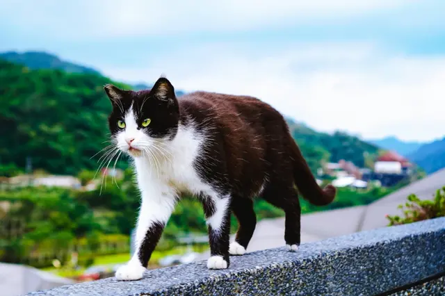 【貸切】夜の九份・猫村・饒河街夜市ツアー　チャーターでゆったり観光＜4名まで同額料金／日本語ドライバー＞の画像1枚目